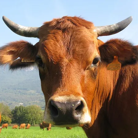 Du Morge Les Échelles